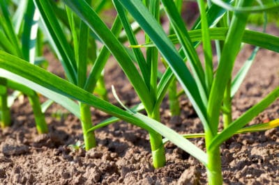 long-take-garlic-grow