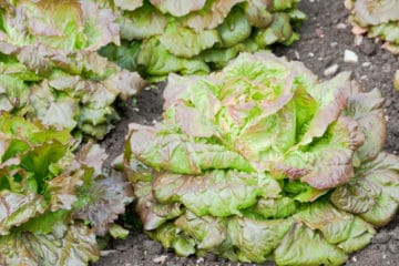 How Long Does It Take For Lettuce To Grow? - Garden.eco