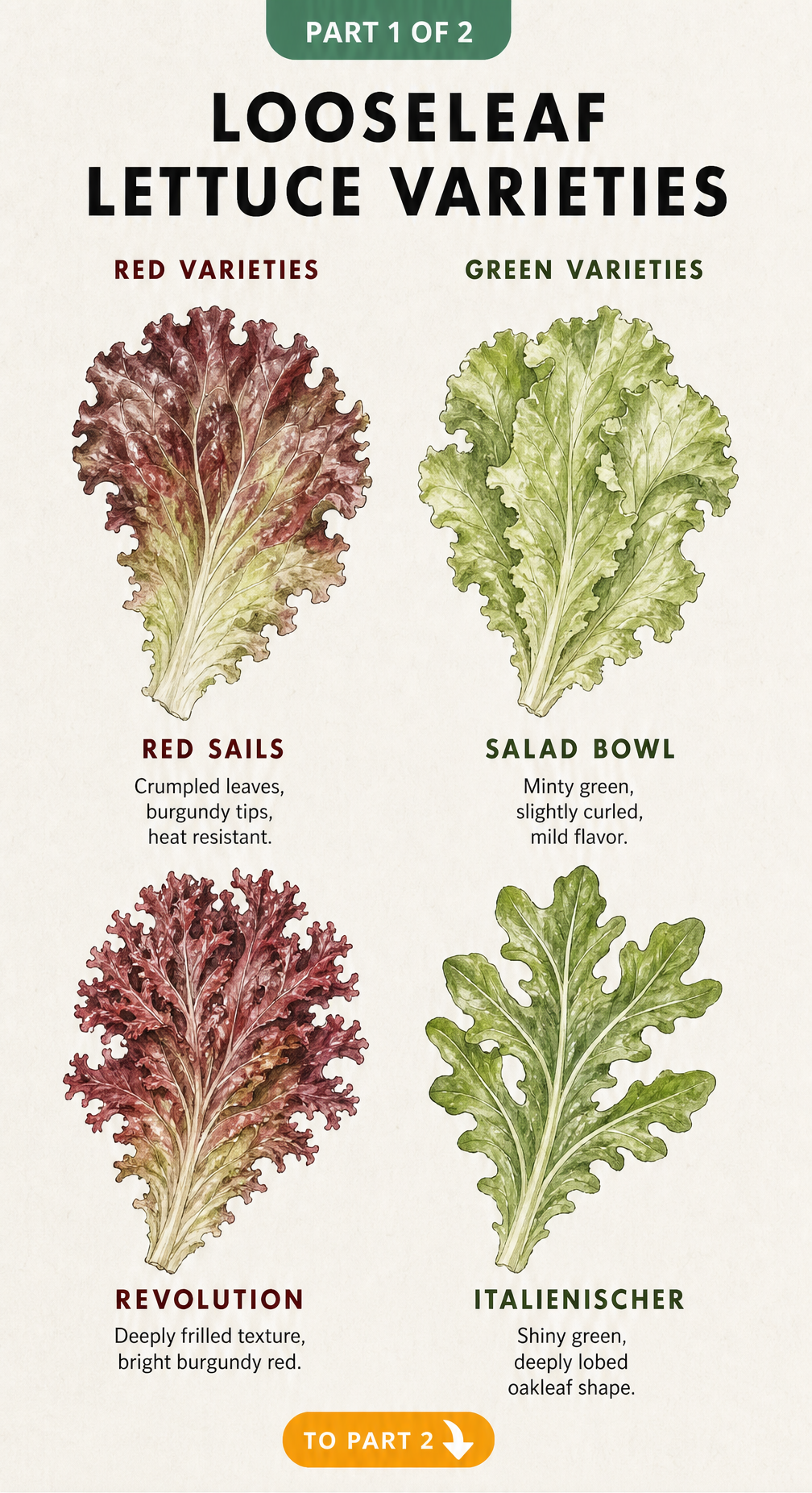 Botanical illustration of red and green looseleaf lettuce varieties including Red Sails and Salad Bowl