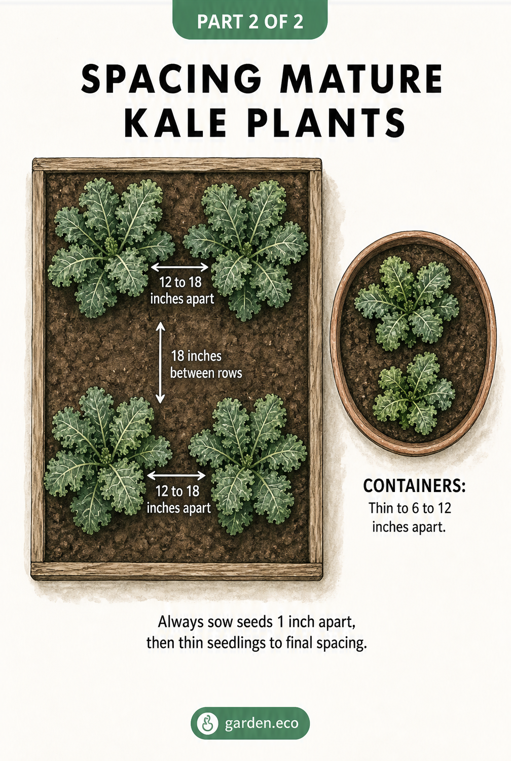 Top-down illustration of a garden bed and container showing mature kale plants spaced 12 to 18 inches apart.