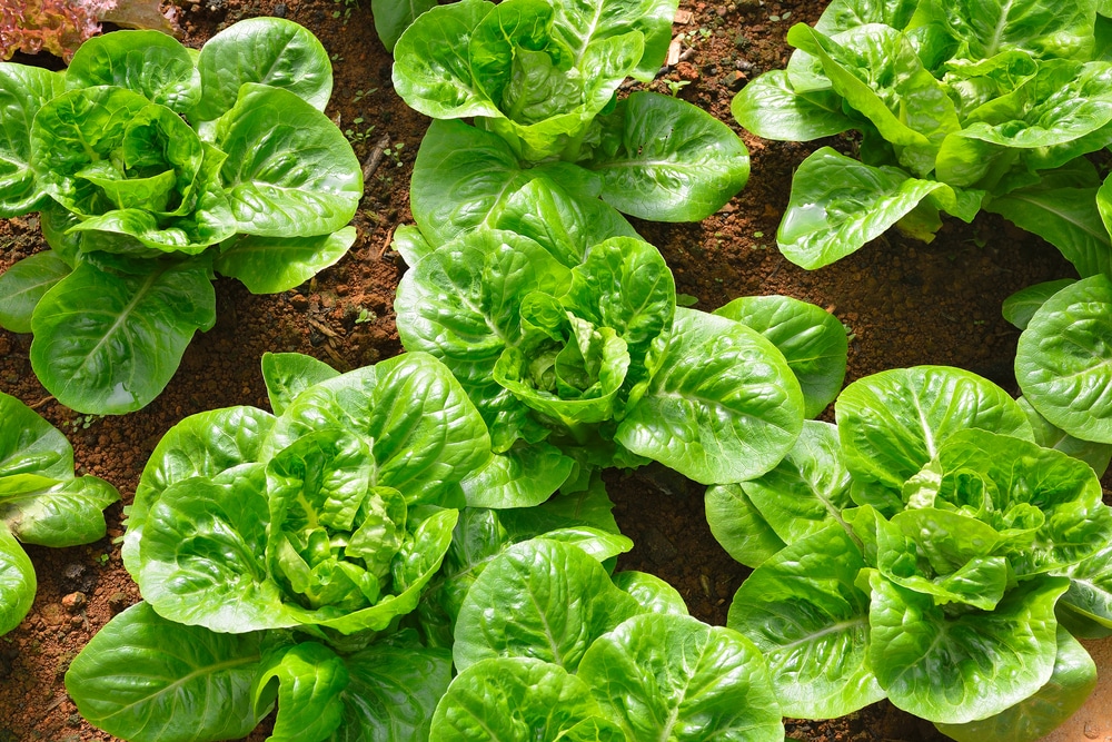 How Much Sun Does Lettuce Need? - Garden.eco