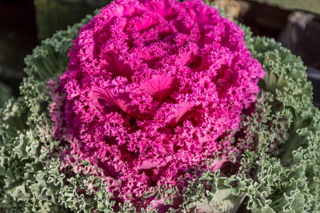 Is Ornamental Kale Edible? Yes, But Not That Tasty