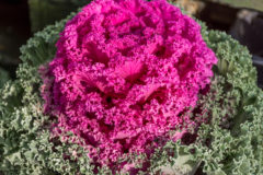 ornamental-kale-edible