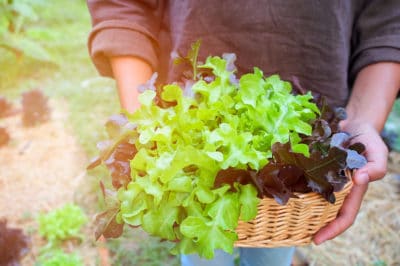 pick-lettuce-keeps-growing