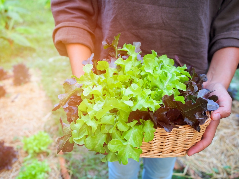 How To Pick Lettuce So It Keeps Growing Garden Eco