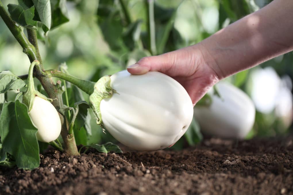 When Is the Best Time to Pick White Eggplant Garden.eco