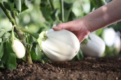 pick-white-eggplant