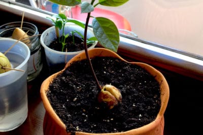 plant-avocado-seed-soil