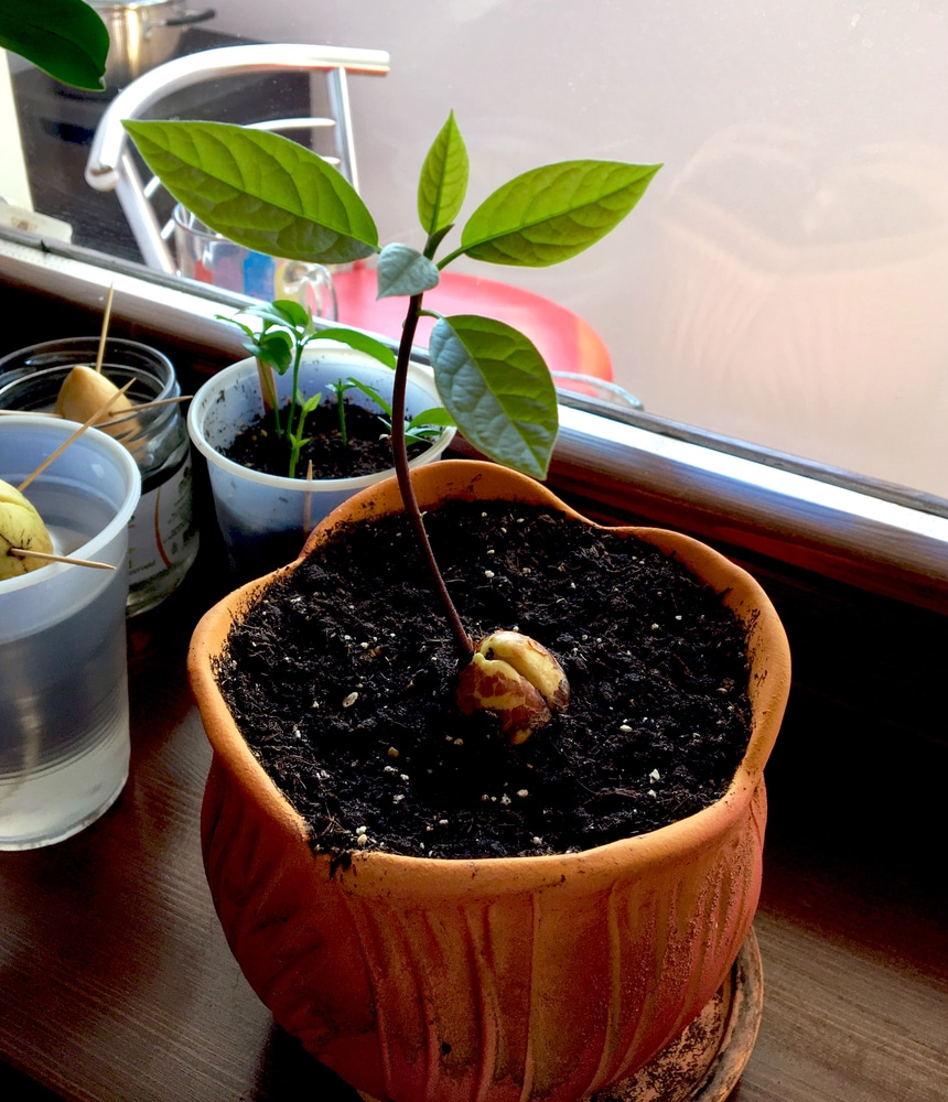 Planting Avocado Seeds in Soil » Top Tips for Success