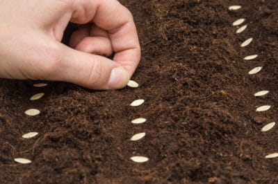 plant-cucumber-seeds