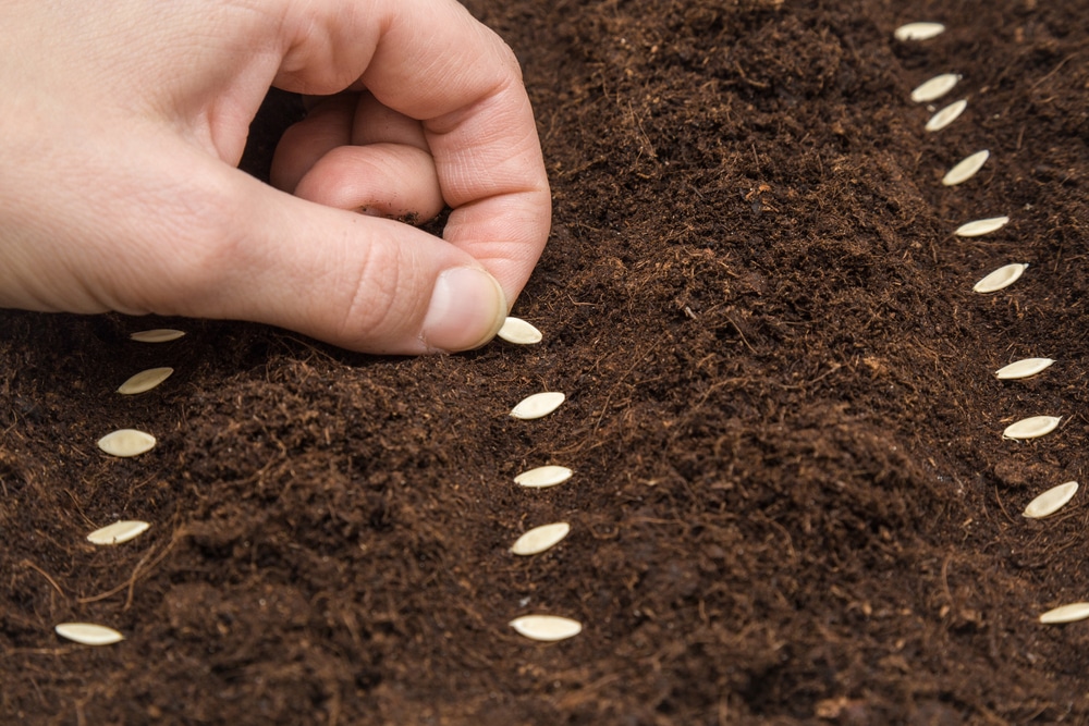 Planting Cucumber Seeds Like Your Were Born a