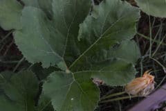 plant-spaghetti-squash