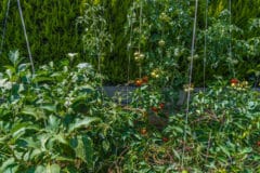planting-eggplant-tomatoes-together