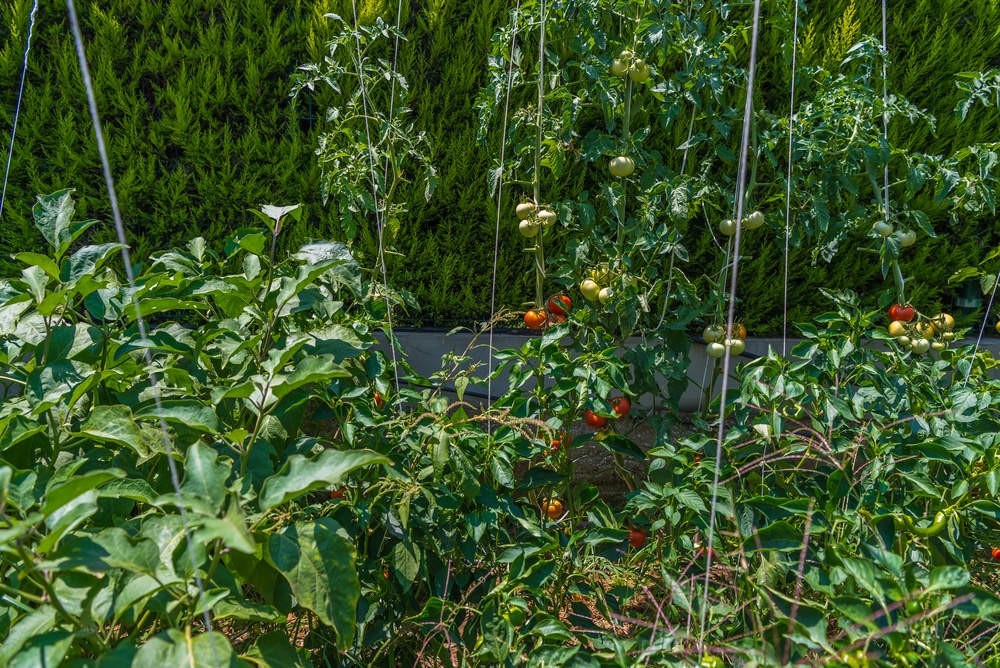 Image of Tomato plants next to eggplant