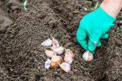 planting-garlic-fall