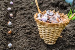 planting-garlic-spring