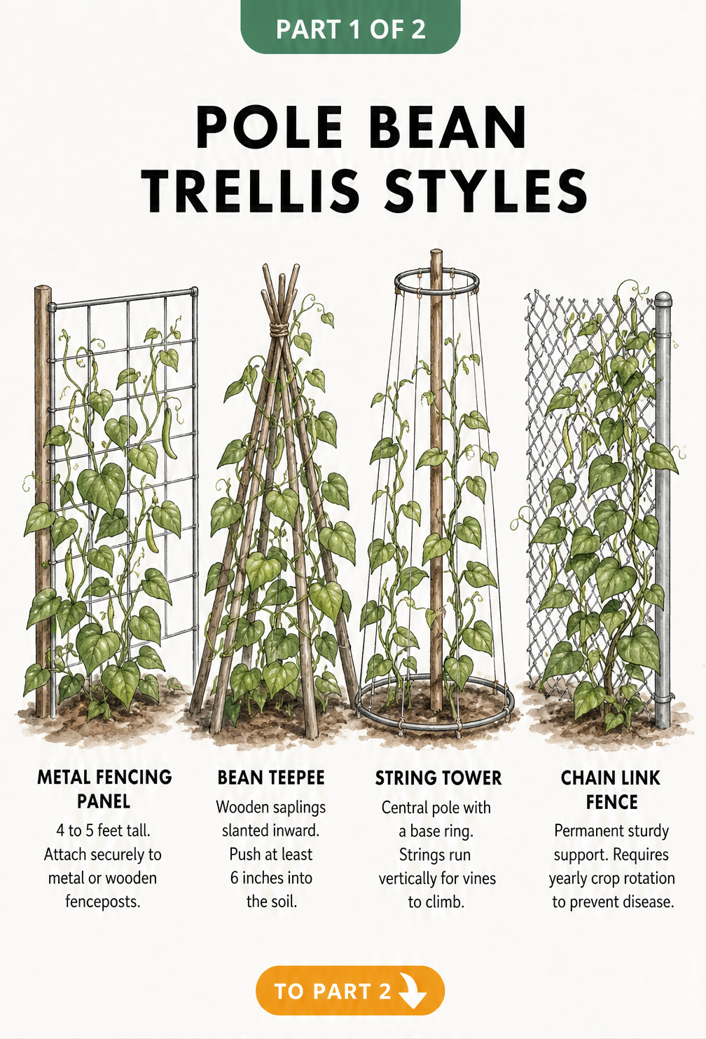 Four hand-drawn botanical illustrations showing different pole bean trellis styles including metal fencing, bean teepee, string tower, and chain link fence.