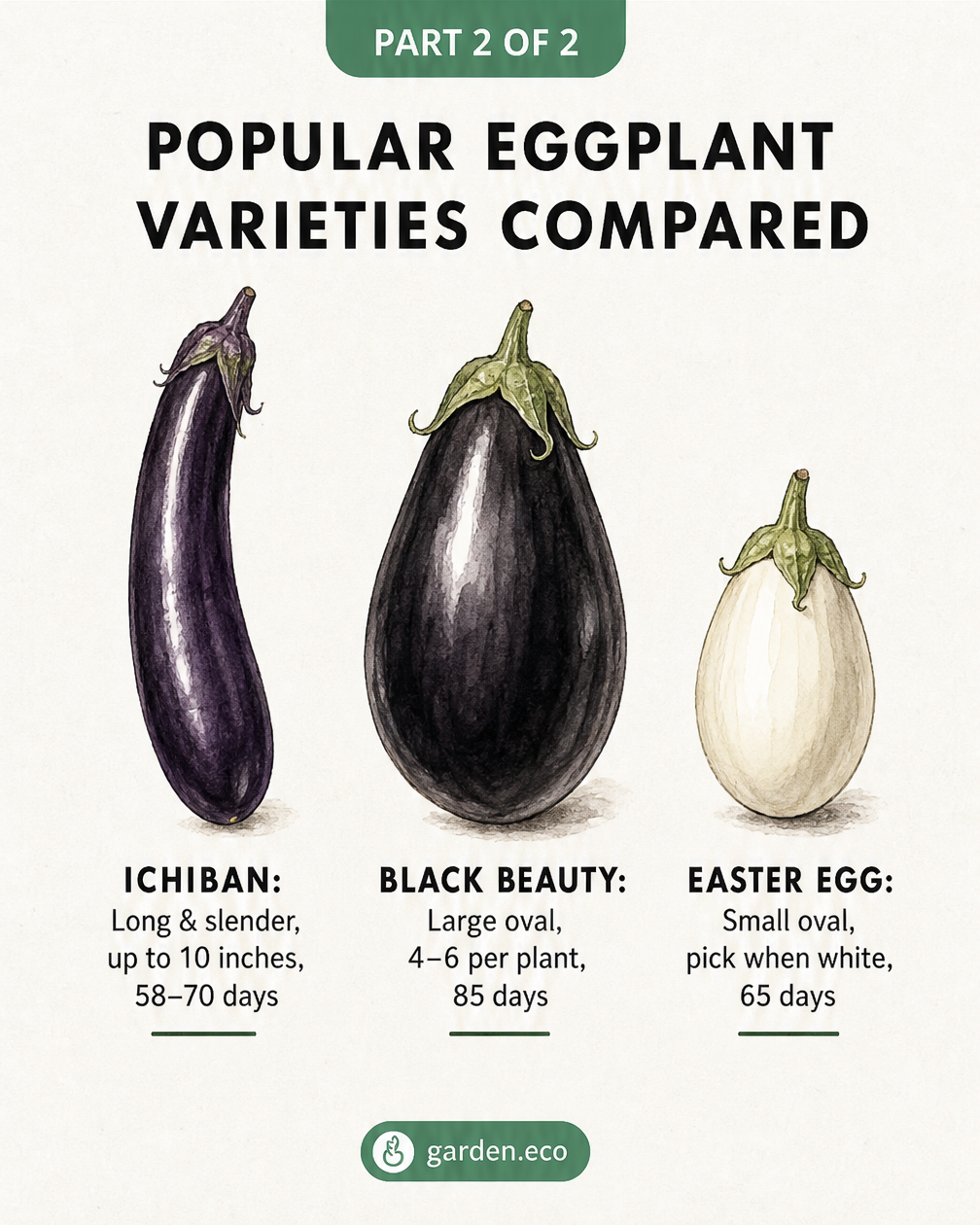 Botanical illustration comparing three popular eggplant varieties: Ichiban, Black Beauty, and Easter Egg.