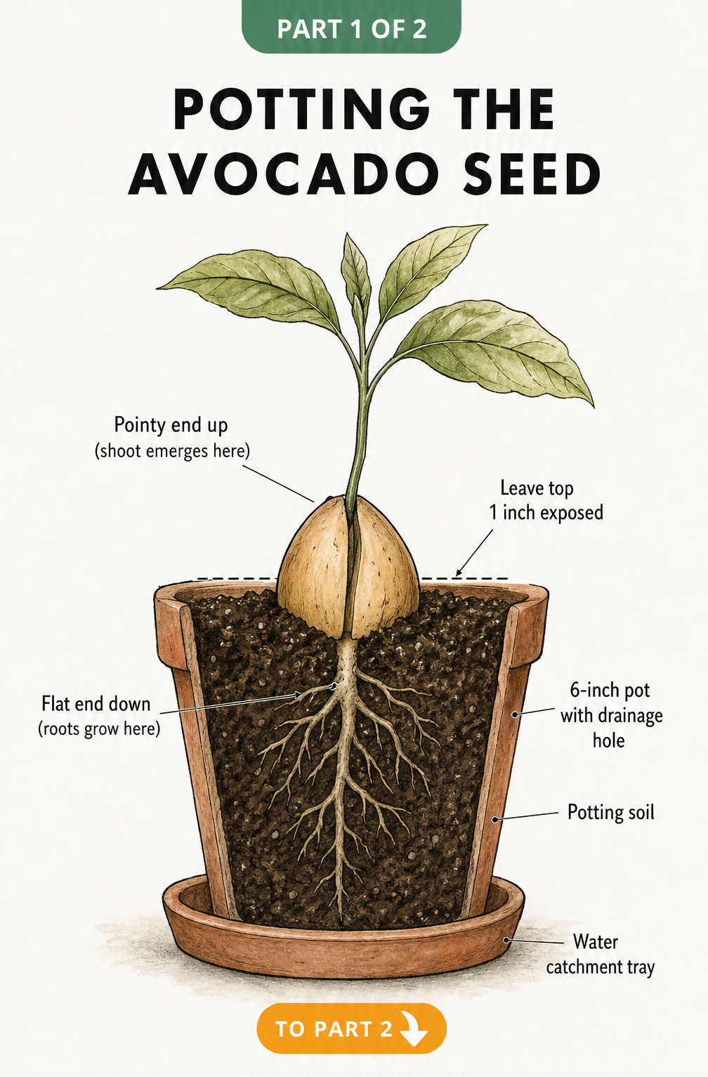 Botanical illustration showing how to plant an avocado seed in a terracotta pot with the pointy end up and flat end down.