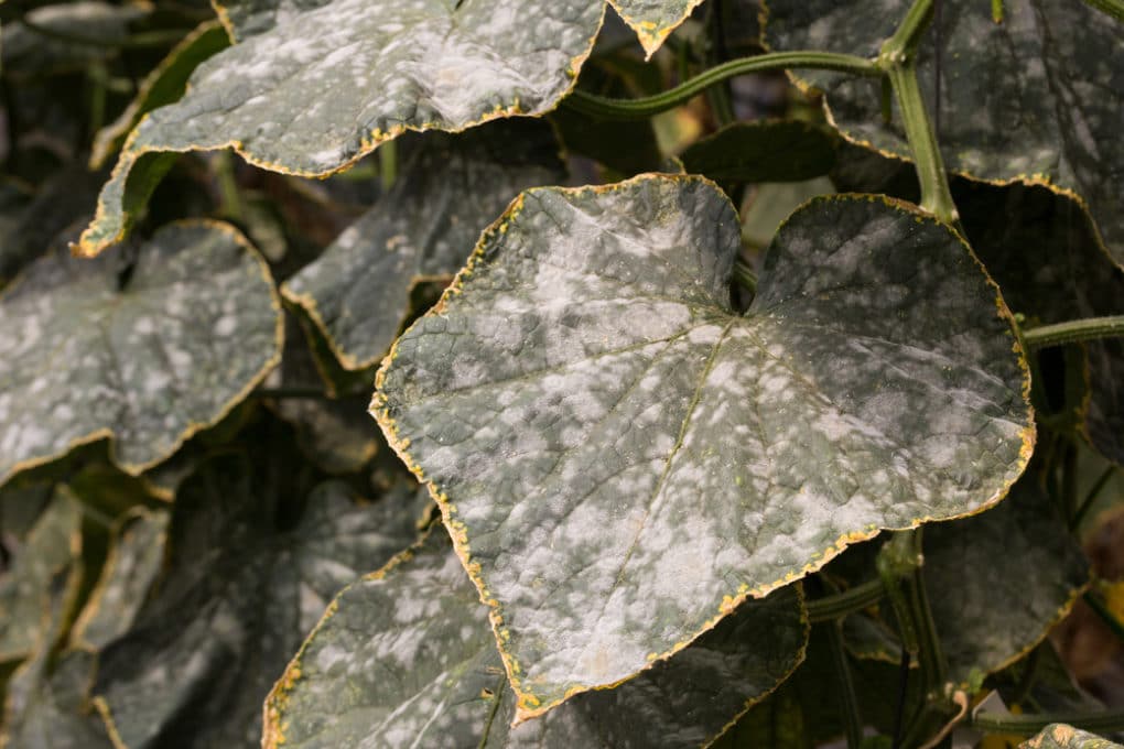 Powdery Mildew On Cucumbers Treatment And Prevention Garden eco powdery-mildew-on-cucumbers-treatment-and-prevention-garden-eco