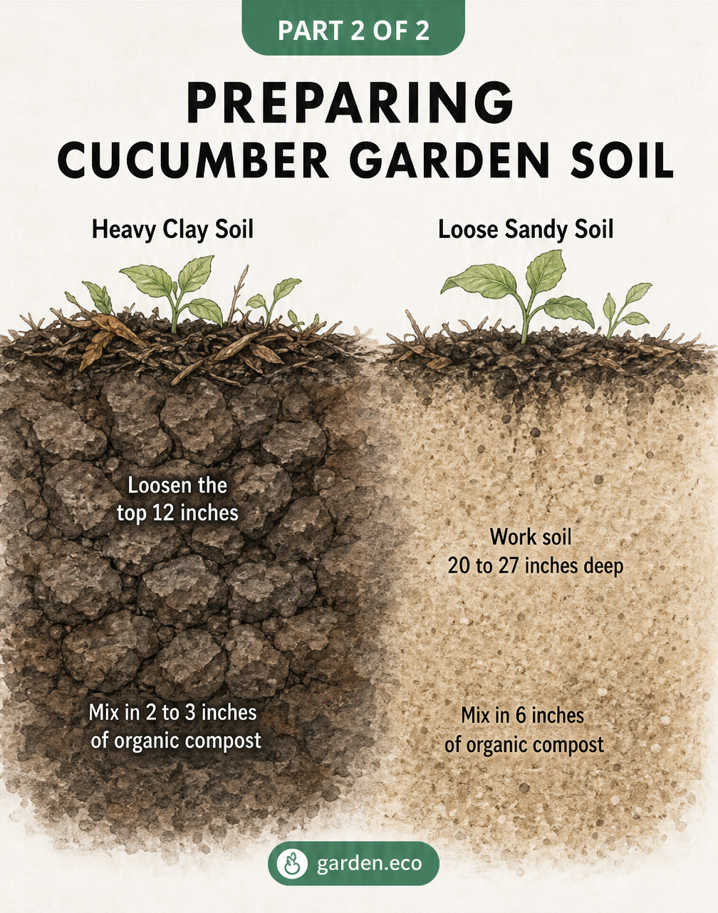 Illustration comparing heavy clay soil and loose sandy soil preparation for cucumber plants with compost layers.