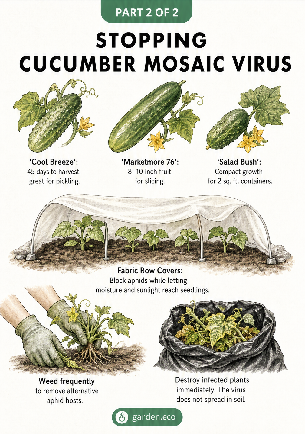 Illustration of preventive garden practices for cucumber mosaic virus, including resistant varieties, fabric row covers, and removing infected plants.