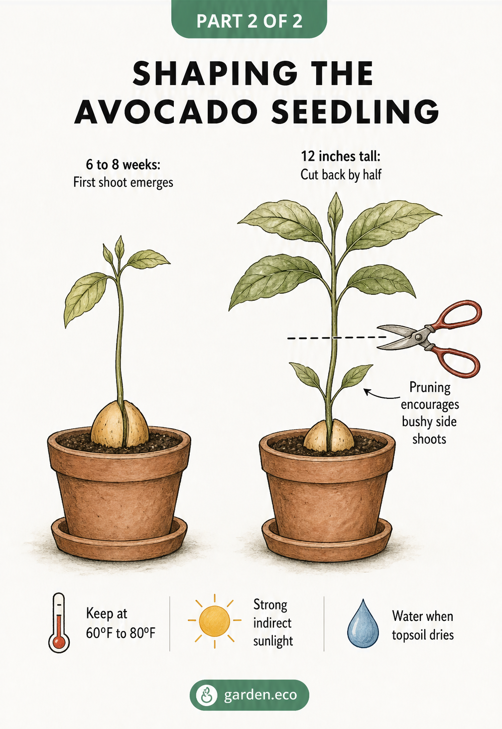Illustration showing an avocado seedling emerging and a larger plant being pruned back by half to encourage bushy growth.