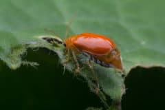 pumpkin-beetle