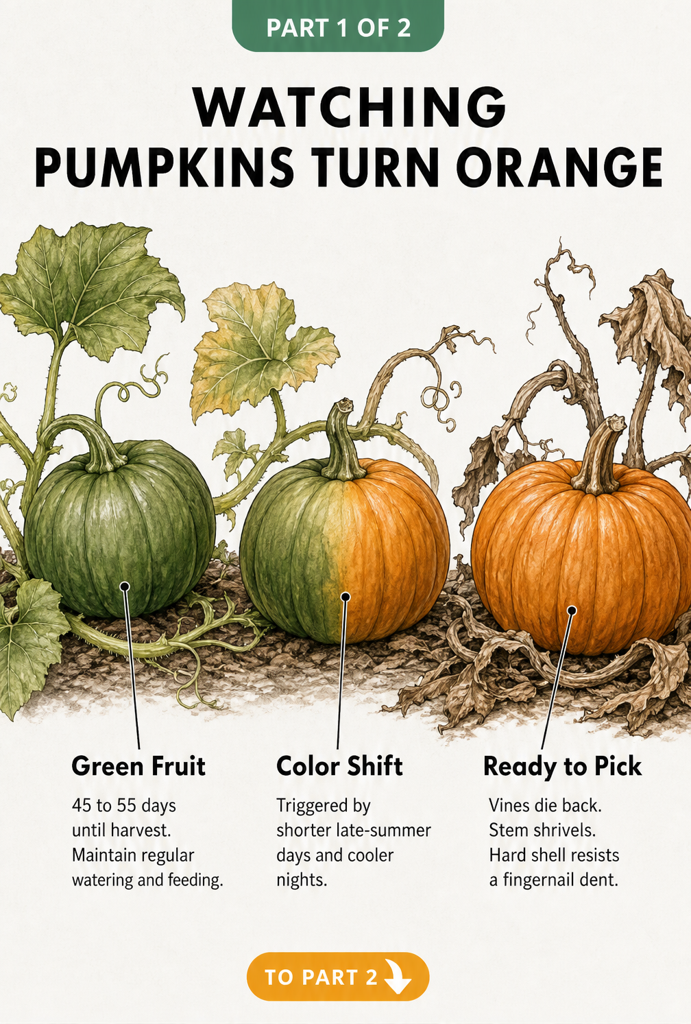 Botanical illustration showing the timeline of a pumpkin turning from green to orange on the vine