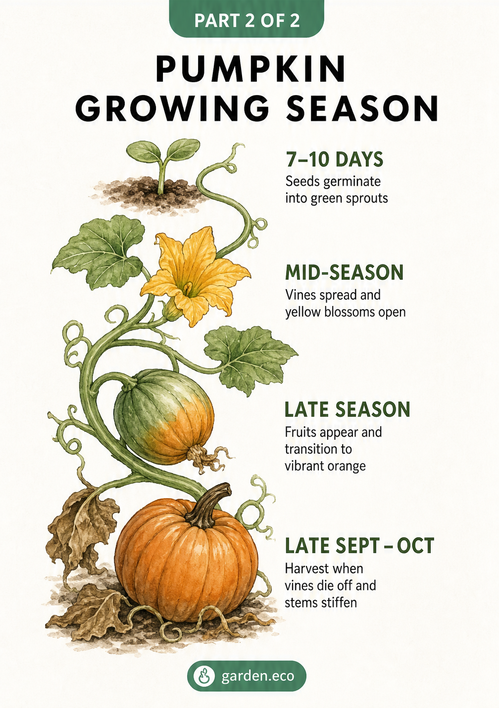 Watercolor illustration of the pumpkin growing season from green sprouts to yellow blossoms and mature orange pumpkins.