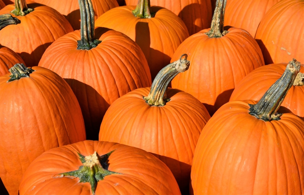 When Can I Expect My Pumpkins To Turn Orange Garden eco