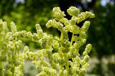 rhubarb-flowers