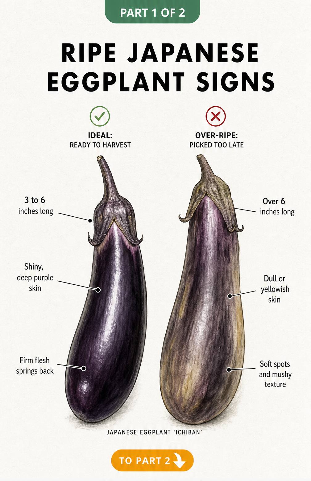 Botanical illustration comparing a perfectly ripe Japanese eggplant with an overripe one, highlighting skin texture and firmness.