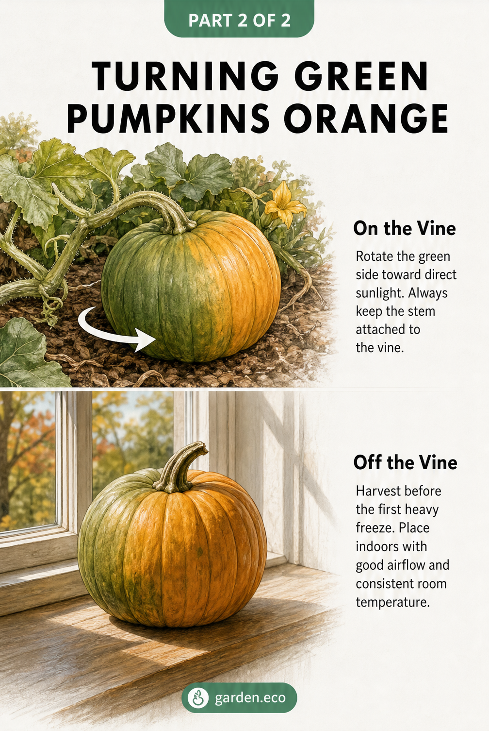 Illustration showing two methods to ripen green pumpkins: rotating on the vine and curing indoors