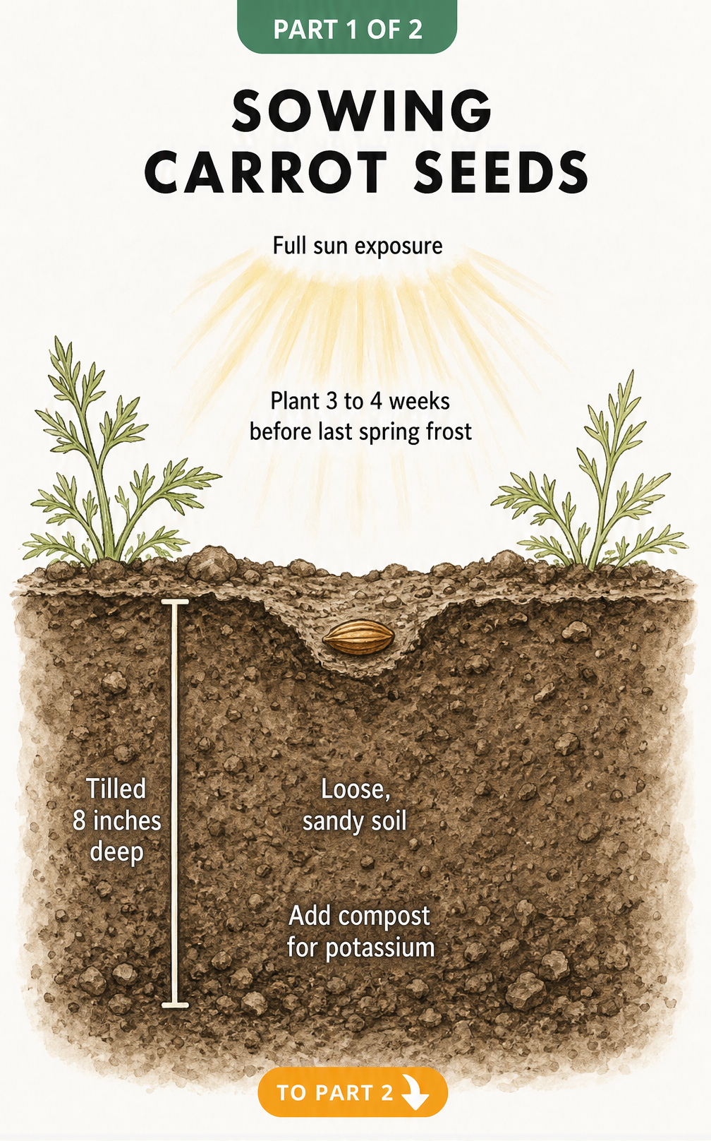 Botanical illustration showing a carrot seed planted in loose sandy soil with compost, tilled 8 inches deep, in full sun.