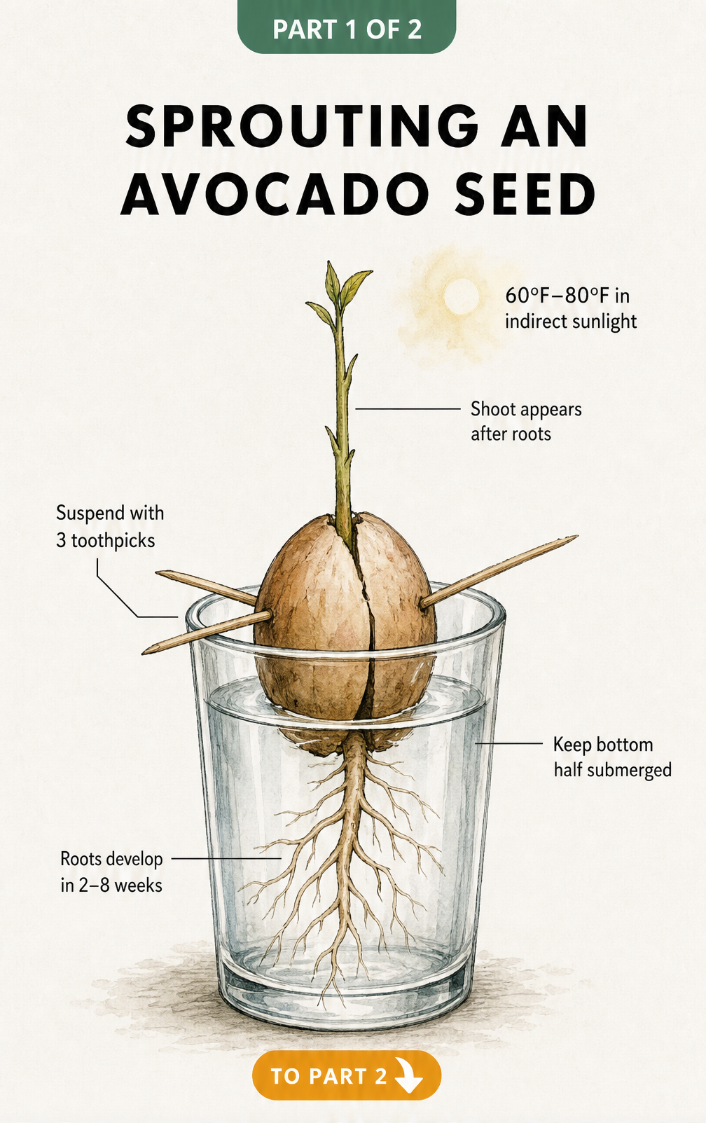 Botanical illustration showing an avocado seed suspended in a glass of water with toothpicks, with roots growing down and a shoot growing up.