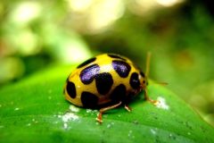 squash-beetle