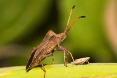 squash-bugs