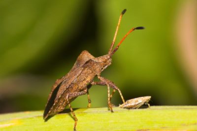 squash-bugs