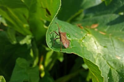 squash-pests