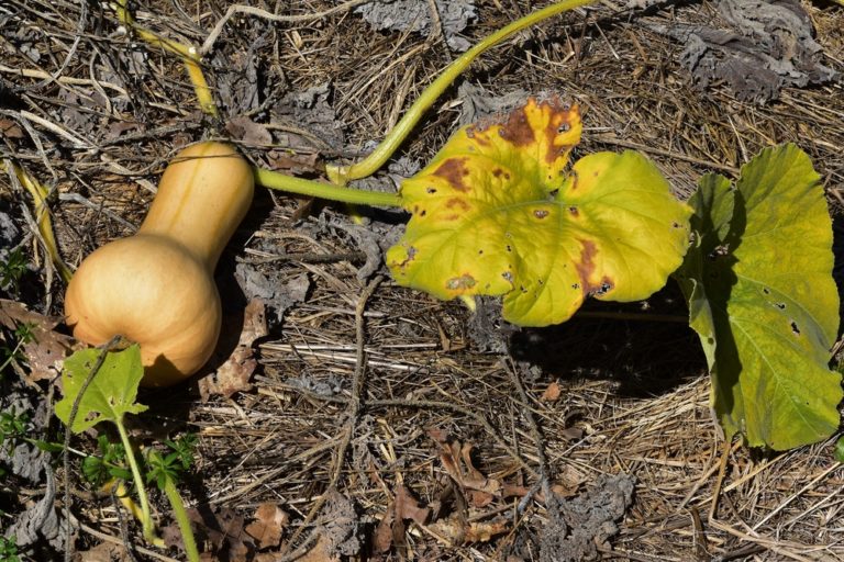 Squash Plants Turning Yellow Reasons and Remedies Garden.eco