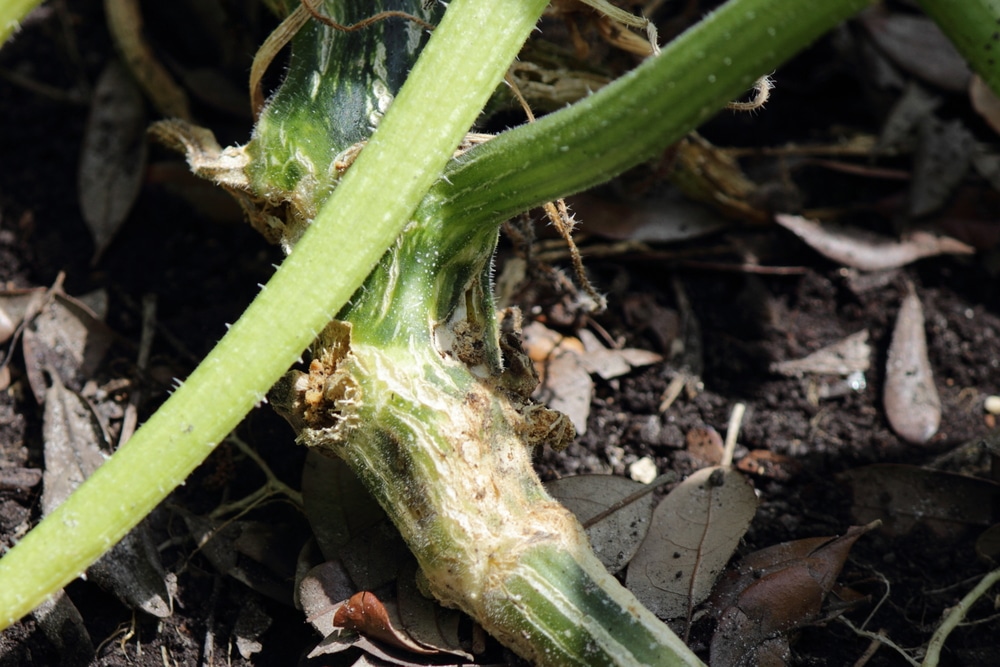 Squash Vine Borer 