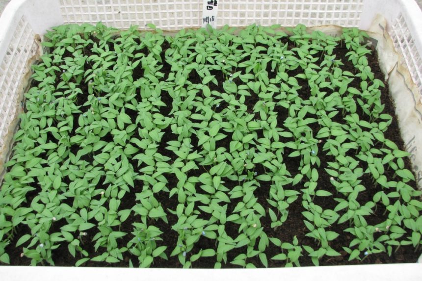 Black Beauty Eggplant Growing for Dummies