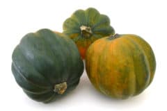 store-acorn-squash