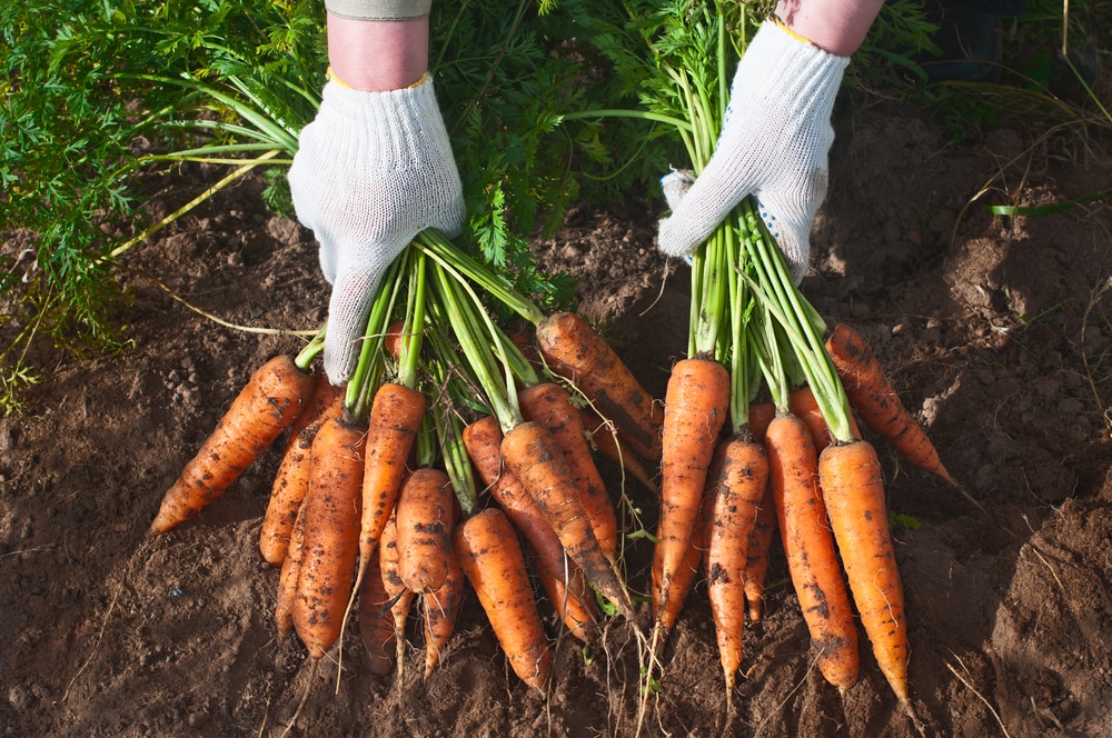 Storing Carrots From The Garden Top Tips On How