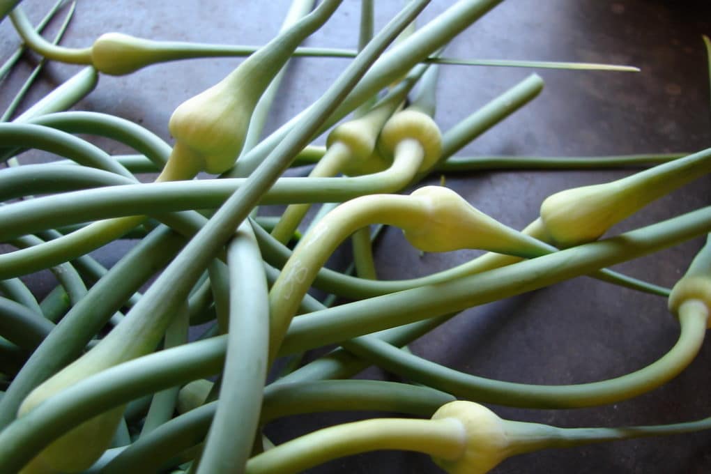 When to Cut Garlic Scapes » Tips on When & How