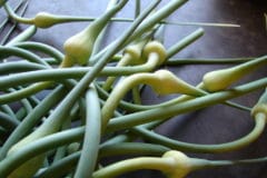 store-garlic-scapes