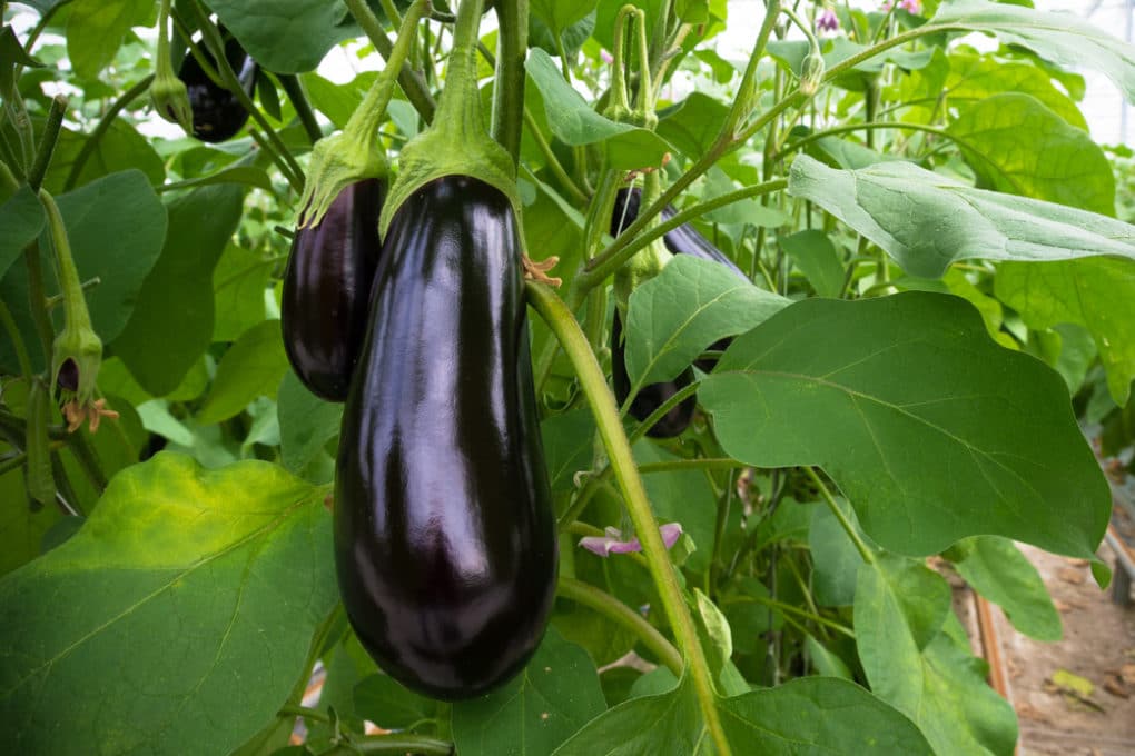 Eggplant Yield Per Plant » Counting Your Eggplants