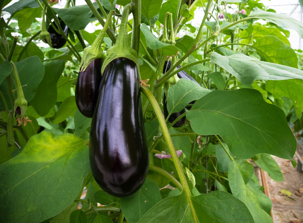 How Tall Do Eggplants Grow? » Some are Giants
