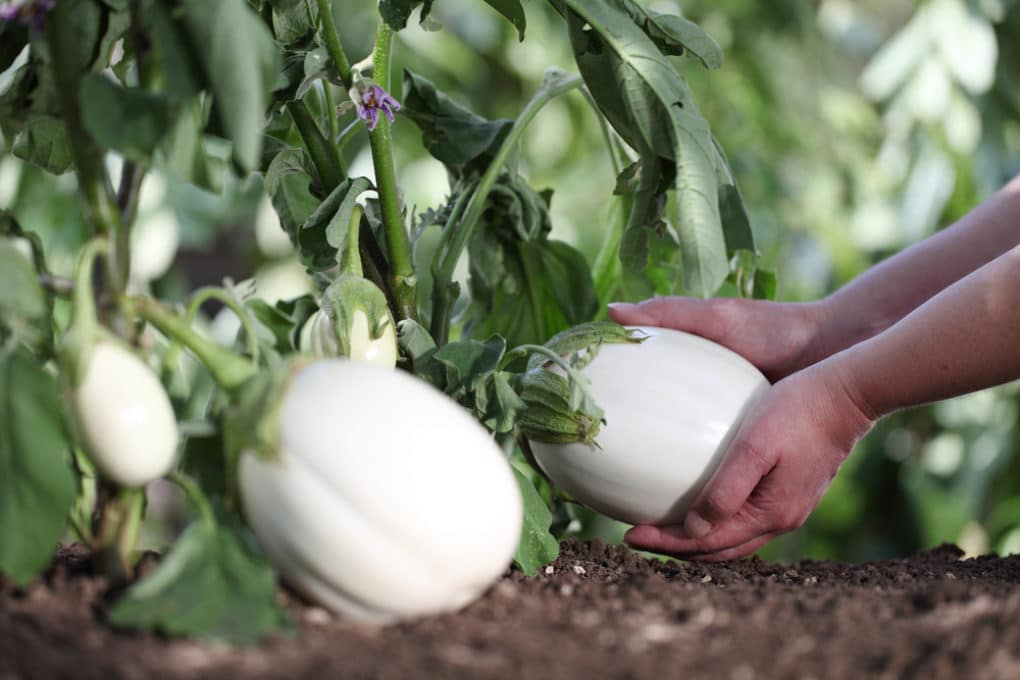 Eggplant Yield Per Plant » Counting Your Eggplants